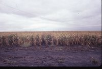 Corn in muddy field