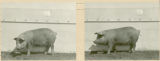 Experiment 315, representative pig #165, 1929