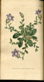 Soft Bell-flower,Bell Flower