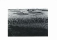 Strip cropping near Maquoketa township