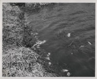 Steinbrink pond.
