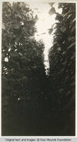 Bushes at Four Mounds