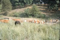 Cows in grassy field