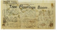 1964 - Tree Plantings Boom