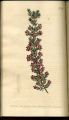 Rough-flowered Heath, Heath, Heather