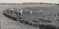 Group of Men Examine Lewis Mott's Farm.