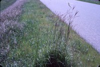 Big bluestem grass in Cherokee County, Iowa.