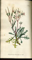 Horn-leaved Crane's-bill