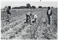 Winston Cooper, Doug Cling, Ed Nelson and another man in corn field