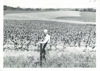 Contoured corn planted by Jim Sommers, 1967