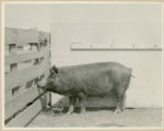 Experiment 326, representative pig #54B, 1930