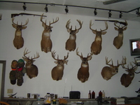 2007 Jack Strawhacker photos of room with animal trophies