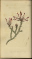 Recurved Heath