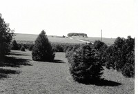 Evergreens