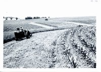 Wilson Brothers making hay, 1965