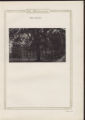 1920 yearbook