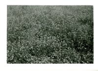 Birdsfoot Trefoil