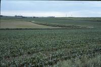 Conservation progress on Jim Fassler's farm.