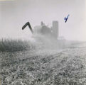 Self-propelled combine harvesting crops, right rear view showing grain dust, 1955.