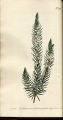 Pallid Heath