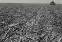 Tractor pulling disk in cornfield<br /><br />
