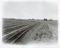 Photograph Collection Of Cropland  