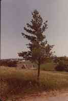 Unidentified trees in Plymourh County, Iowa