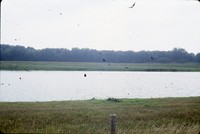 Ducks on the Quimby City Lagoon.