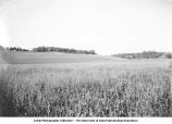 Flat Iowan drift plain in foreground and Loess mantled Kansan drift in the background, North Liberty, Iowa, August 1933