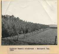 Windbreak on Kathryn Hewett's Farm.
