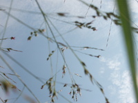 2007 Jack Strawhacker photos of grasses