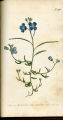 Club-pointed Heliophila