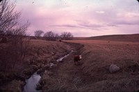 Stratton Creek gully with a grazing cow.