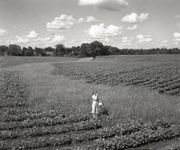 Young Girl Stands in Cornfield