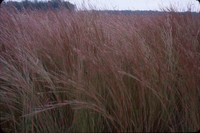 Little bluestem grass in the DeSoto Bend.