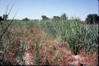Grassy field, 1983