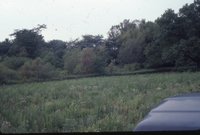 Black vehicle hood and wild grasses