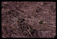 No Till Crops on Jared Herbert's Farm.