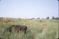 Cows in grassy field