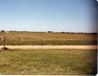 Cattle Graze in Pasture