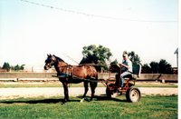 Horses working the field