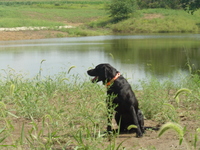 2007 Jack Strawhacker photos of Drake the dog by pond