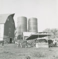 Cattle at the feed bunk, 1963