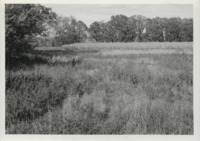Grassed waterway in Delaware County, Iowa.