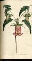 Canary Bell-flower, Canary Bellflower