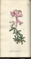 Shrubby Rest-harrow, Rest-harrow