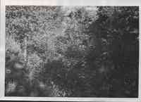 Trees in shade on the Moffett farm  in Plymouth County, Iowa