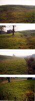 G & T farms