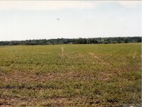 1990 No-till soybeans