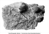 Slab of Devonian limestone with long winged spirifer beds,  late 1890s or early 1900s